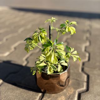 Мини Шефлера