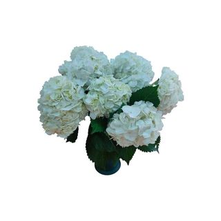 Hortênsia