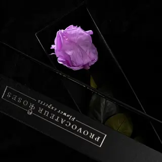 Rosa eterna lila