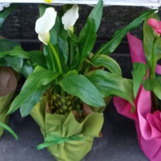 Pianta Calla colorata con confezione regalo