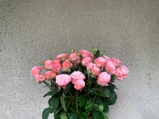 ჯუჯა ვარდები