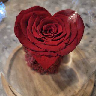 Trandafir rosu criogenat INIMA