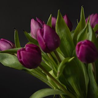 Ramo De 10 Tulipanes Morados