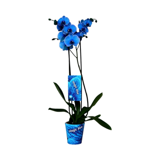 orchide blue