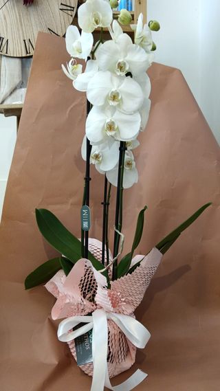 Orchiea Bianca due rami