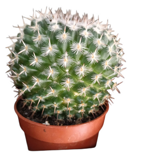 Cactus pequeño 