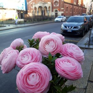 Bouquet 10 ranuncoli monocolore