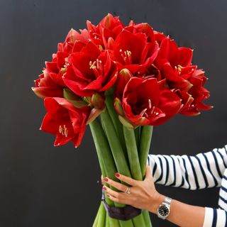 Ramo de Amarilis rojos