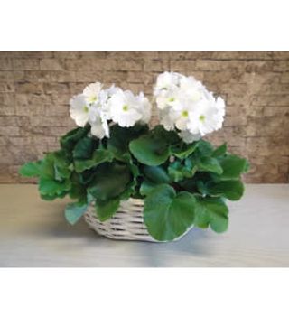 Composizione di piante fiorite 