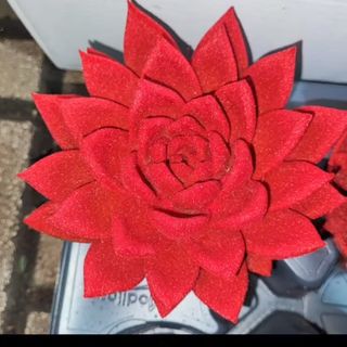 Echeveria pianta grassa