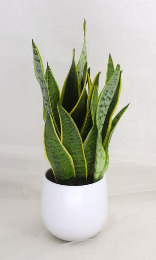 Planta Espada de São Jorge