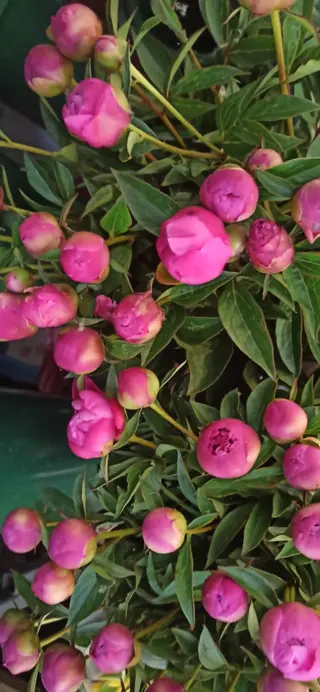 5 peonie
