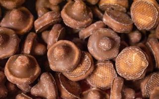 Chocolate coated mushrooms 100g