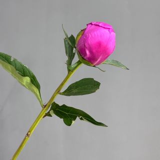Півонія рожева , 1 шт