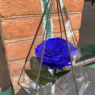 Синя троянда в колбі