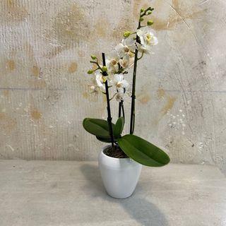 Phalaenopsis mini