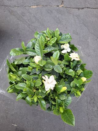 Pianta gardenia