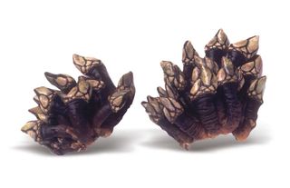 Percebes (100g)