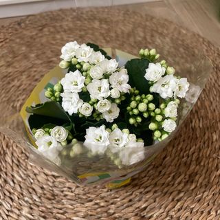 Planta de kalanchoe (color según stock)