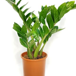 Zamioculcas
