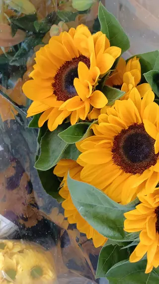 Girasole