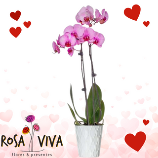 Orquídea Cor-de-rosa