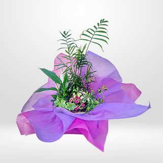 Composición de plantas sobre originales recipientes 