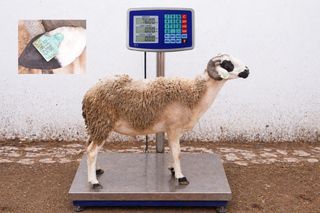 01281625 - 76 Kg