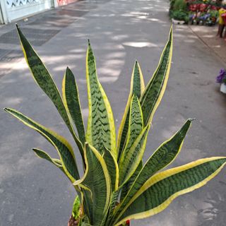 Sansevieria