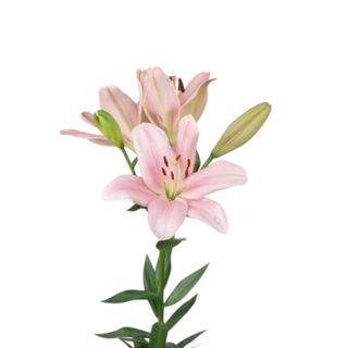 Lilium rosa