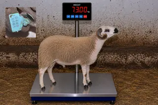 04466561 - 73 Kg