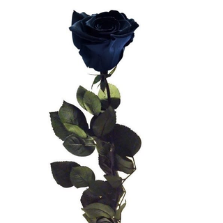 Rosa Negra Preservada Eterna