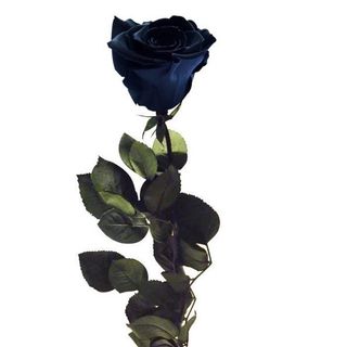 Rosa Negra Preservada Eterna