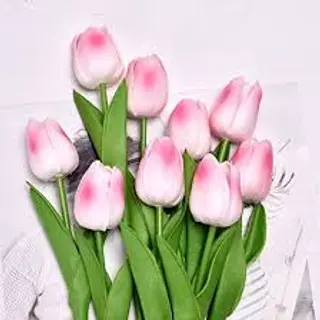 10 pezzi tulipani rosa
