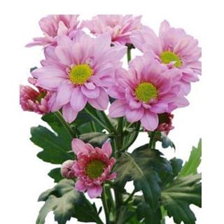 Paquete de margarita color rosa