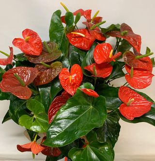 Anthurium grande