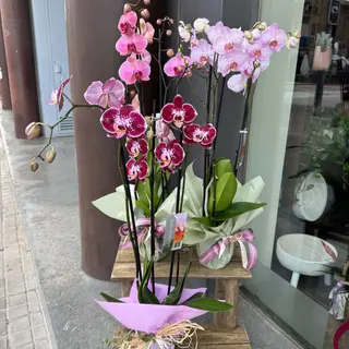 Orquídia embolicada per a regalar