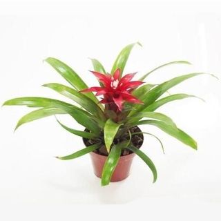 Bromelias Mini