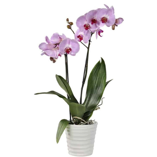 Orchidée Rose 2 Branches sans vase
