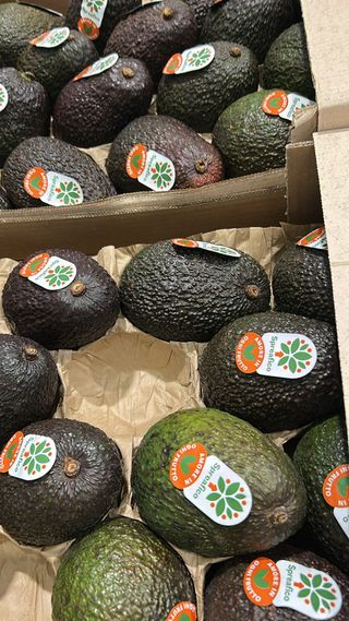Avocado