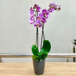 Сiemnoróżowa orchidea.