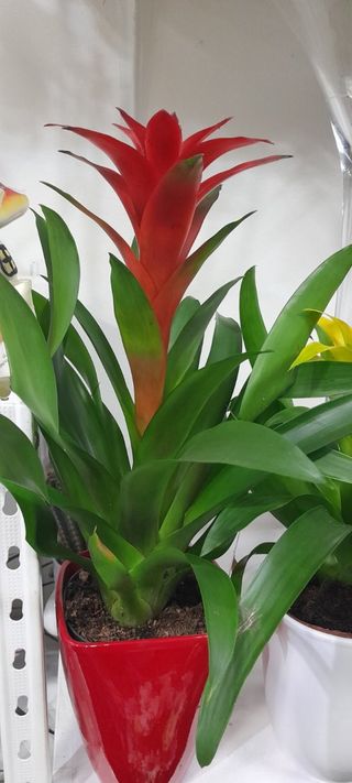 Bromelija sa keramikom