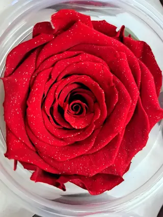 6 rose stabilizzate
