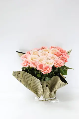 Cream pink