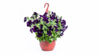 Surfinija velika ljubičasta