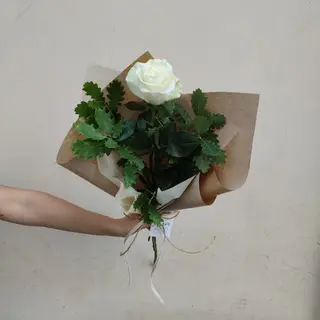Rosa bianca