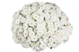 19 Хризантеми, Бели