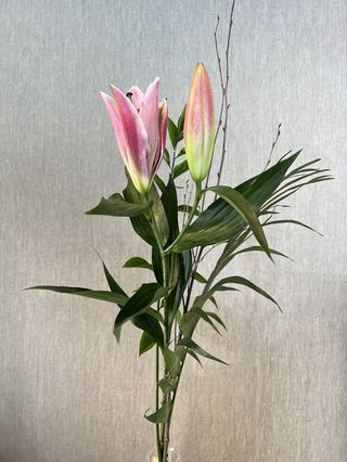 Lilium Rosa Individual