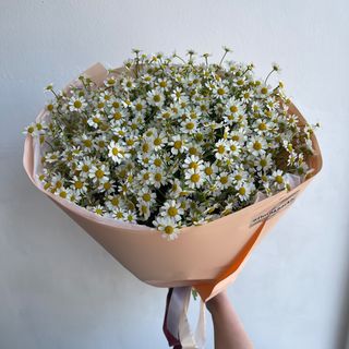 Танацетум ромашка