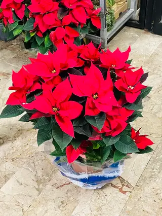 Stella di natale